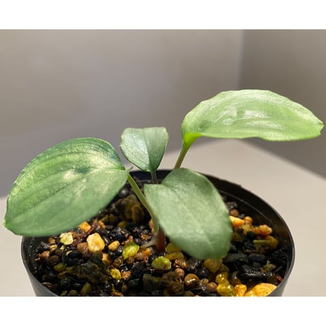 Homalomena sp. "Shirogane"  SGR from Pulau Linga [HW1017-XX]