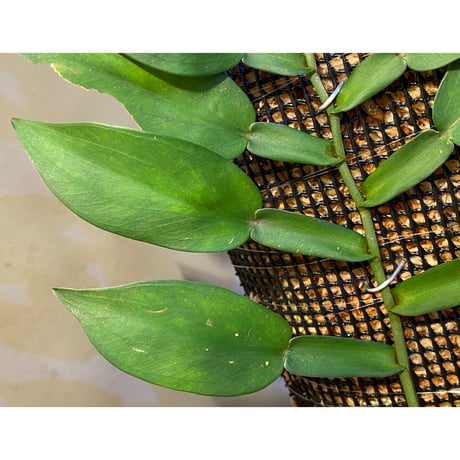 Epipremnum sp. from Khlong Yai Trat Thailand ④
