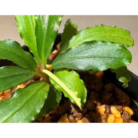 Bucephalandra sp. Type2 from Sintang kayu lapis [LA]