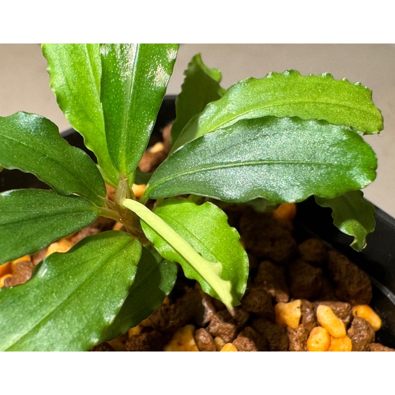 Bucephalandra sp. Type2 from Sintang kayu lapis