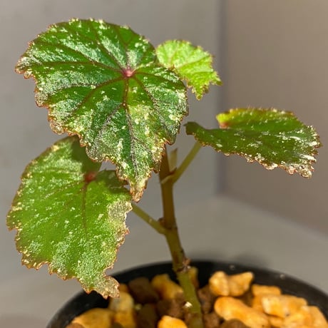 Begonia sp. from North Toraja [S0919-02] 伊藤蟻植物農園