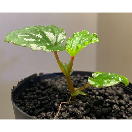 Begonia sp. from Keningau [TK190217]