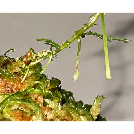Selaginella wallichii 伊藤蟻植物農園