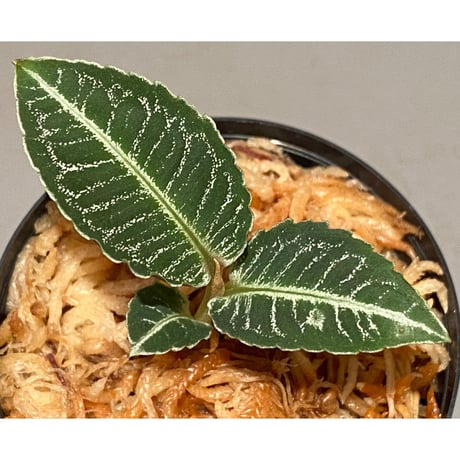 Ardisia sp. from Aceh Selatan [HW0816-03]