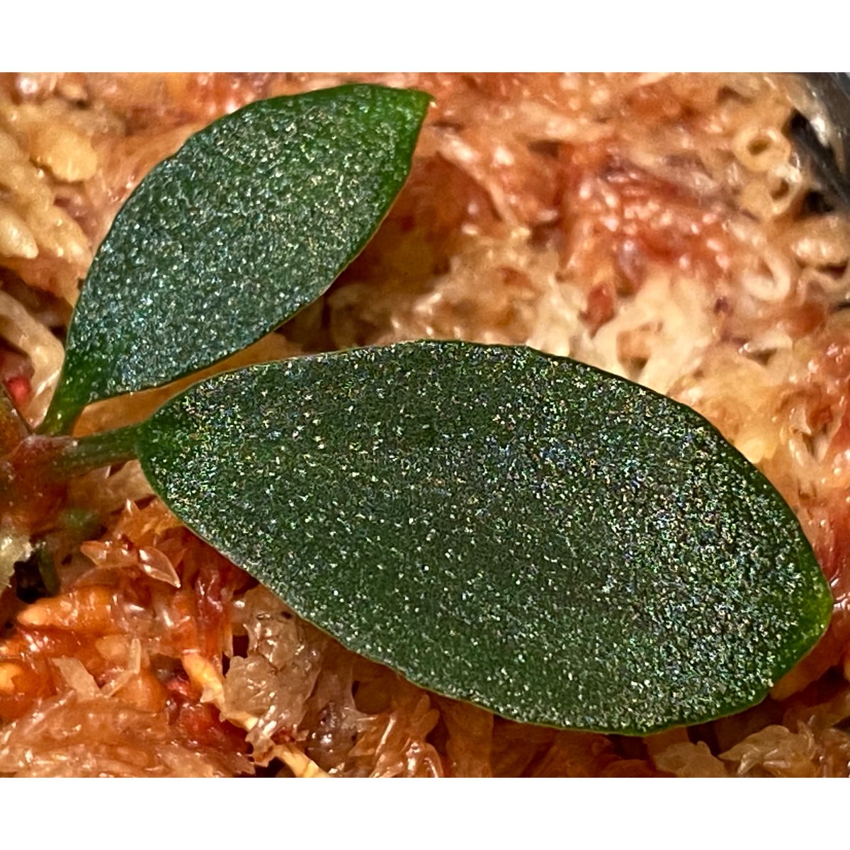 Homalomena sp. \"月輪\" [LA0318-01] Homalomena sp. from Sumatera Utara [LA0318-01]