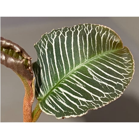 Ardisia sp. from Perlis Malaysia