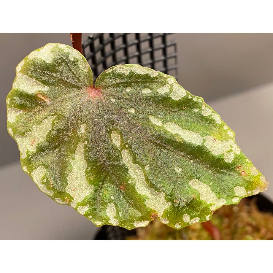 5e6dc309e20b0478ff9a5846