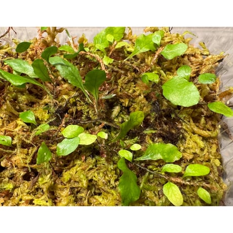 Microgramma heterophylla 伊藤蟻植物農園