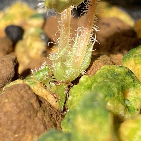 Begonia sp . from Sumpur [TK031117]