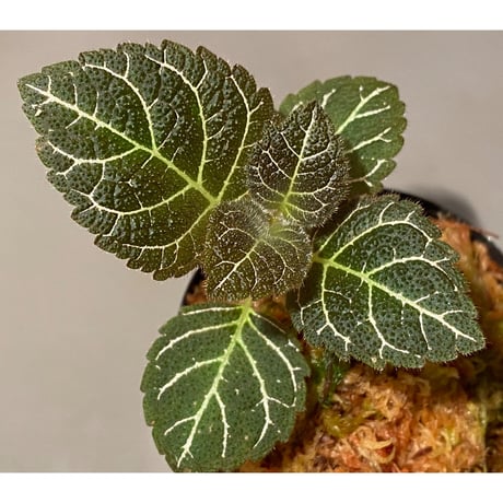 Pearcea hypocyrtiflora from Rio Napo Ecuador [tanakay] 白葉脈