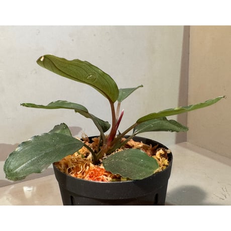 Bucephalandra sp. "Theia Silver Red"