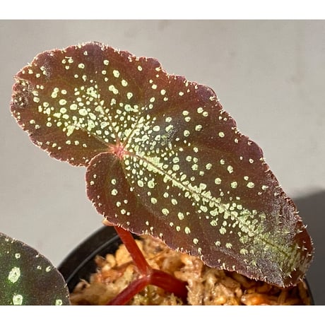 Begonia variabilis
