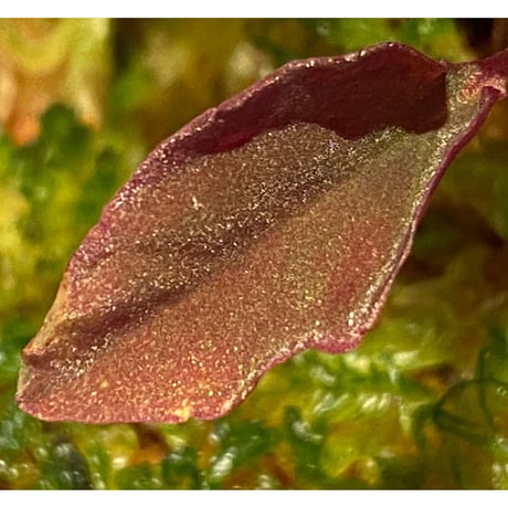 Melastoma sp. from Sibolga