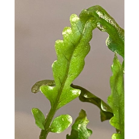 Bolbitis sinuosa from Philippines