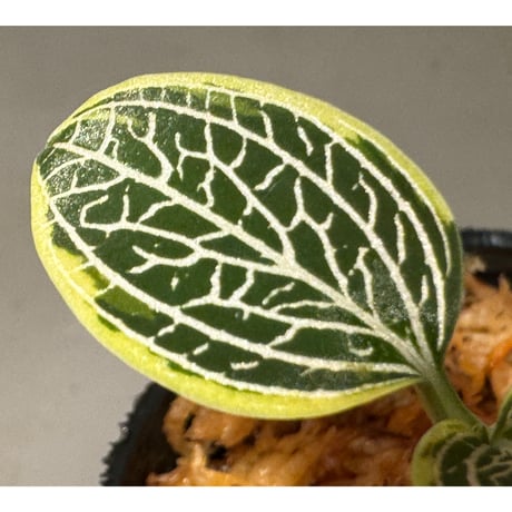 Ludisia discolor Variegata '黄桜-Kizakura-' [GK20-006]