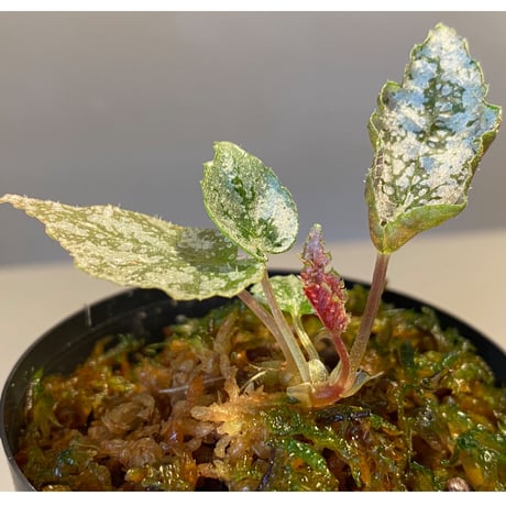 Begonia formosana from Taiwan