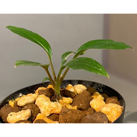 Homalomena sp. "Nanga pinoh" セミビロード Melawi Kal barat [TB]