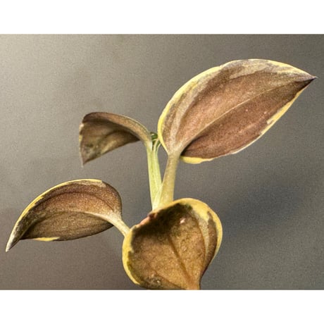 Ludisia discolor Variegata '黄桜-Kizakura-' [GK20-006]