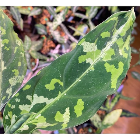 Aglaonema pictum [TK-ZP0715-68]
