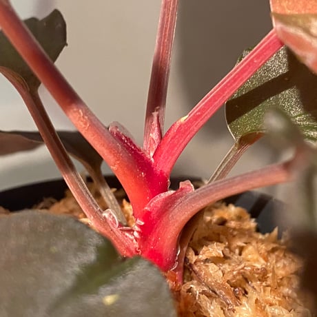 Homalomena sp. "Red leaf" from Kalbar [AZ0823-2]