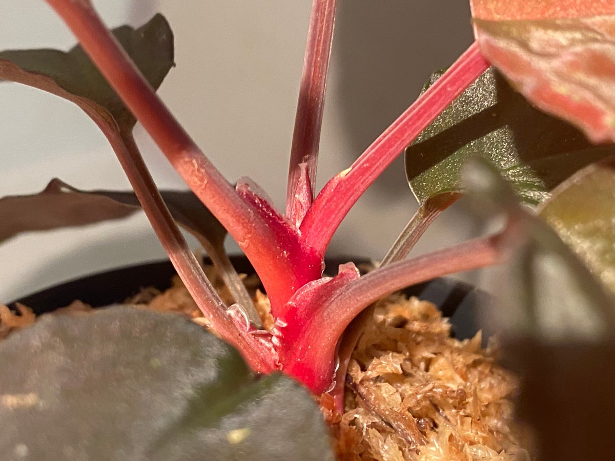 パーティを彩るご馳走や Homalomena sp. その他観葉植物