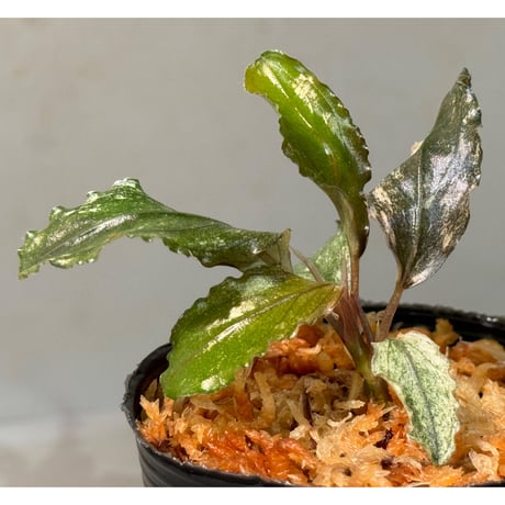 Bucephalandra sp. "Pink Variegata"