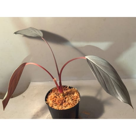Homalomena sp. "Light Blue Silver" from Kepulauan Riau
