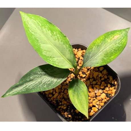 Aglaonema nebulosum from Kuala Rompin [TK220916-2]