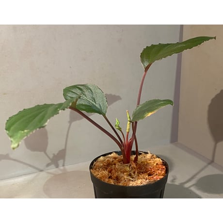 Homalomena sp. 'Rec1-08' K0718-f1 [KZT]