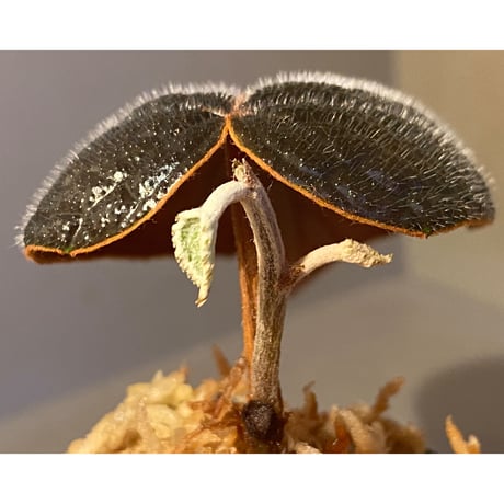Pterisanthes sp. from Sabah [R0516-01]