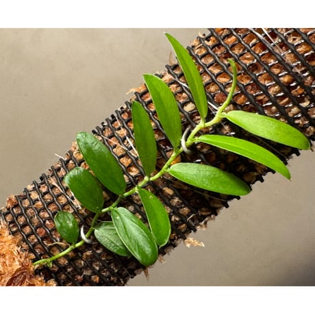 Pothos scandens from Khlong Yai Trat Thailand
