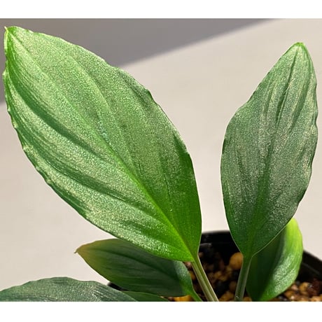 Homalomena sp. from "Nanga pinoh" Kalimantan barat [TB]