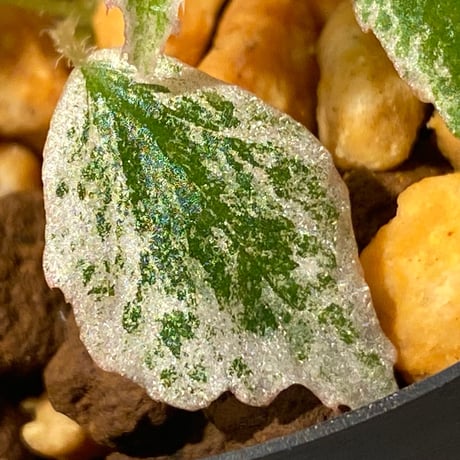 Begonia prismatocarpa "Variegata"