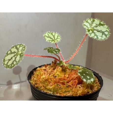 Begonia austroguangxiensis
