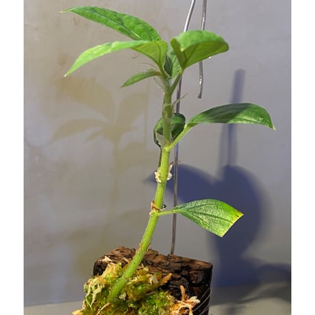 Elatostema sp. from Nopphitam [TK260915]