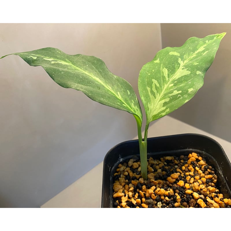 Aglaonema pictum tricolor from Aceh sumatera [L