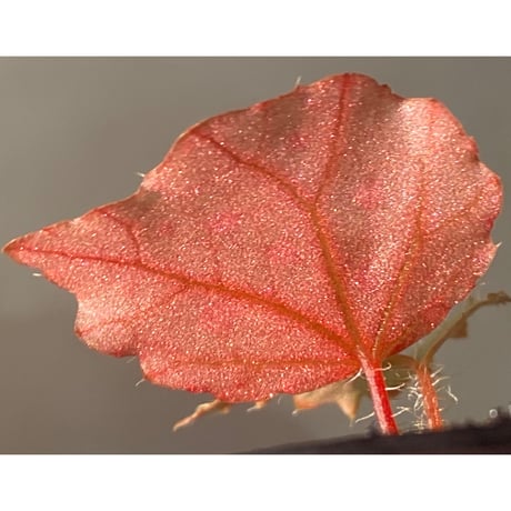 Begonia sp. "Muara Wahau" Kutai timur Kalimantan timur [TB]