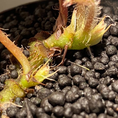 Begonia luzonensis