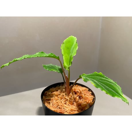 Homalomena sp. from Mt. Besar [LA0219-02]