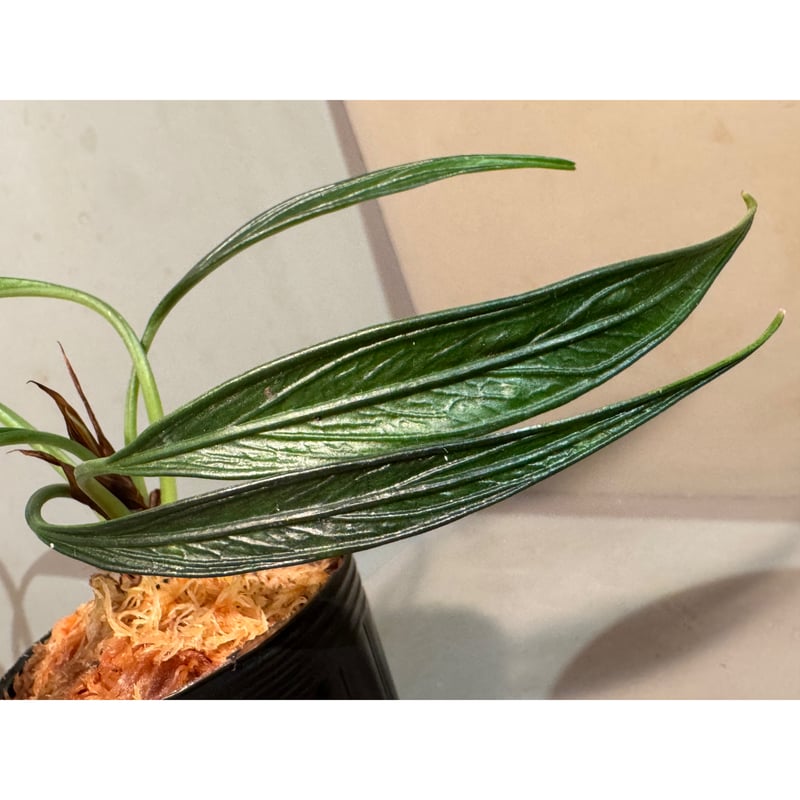 Josefia intricata (旧Aridarum perisai) from Cent