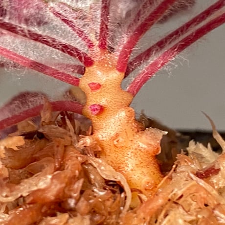 Sonerila dongnathamensis [LA]