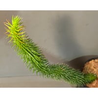 Phlegmariurus squarrosus
