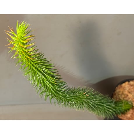 Phlegmariurus squarrosus