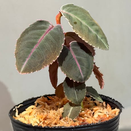 Labisia sp. from Malaysia [KN]