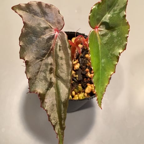 Begonia cf. laruei from Aceh sumatera [LA0216-02]