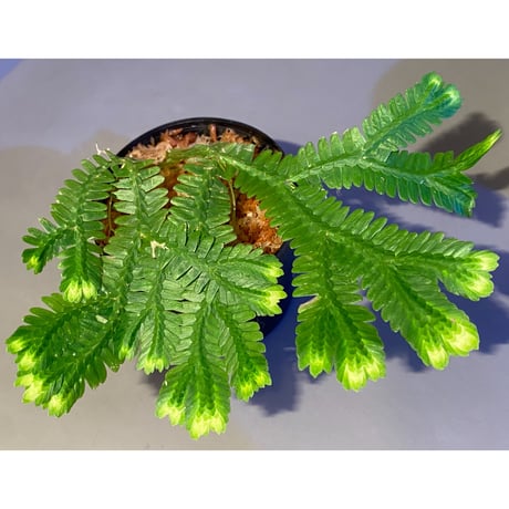 Selaginella sp. バリエガータ from "Nanga pinoh" [TB]