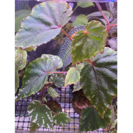 Begonia sp. from North Toraja [S0919-02] STRINGE PLANTS