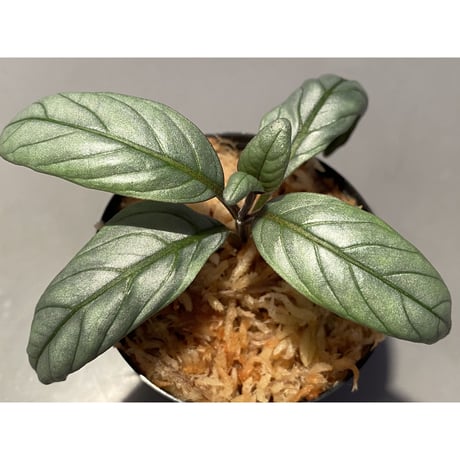 Acanthaceae gen. from Laos [LA]