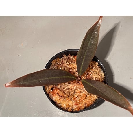 Medinilla sp. from Irian Jaya Papua