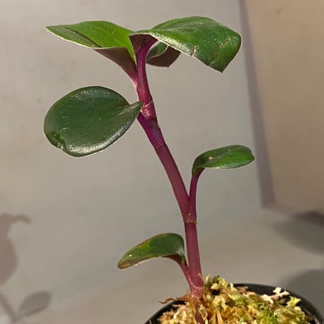Geogenanthus ciliatus from Ecuador [tanakay]